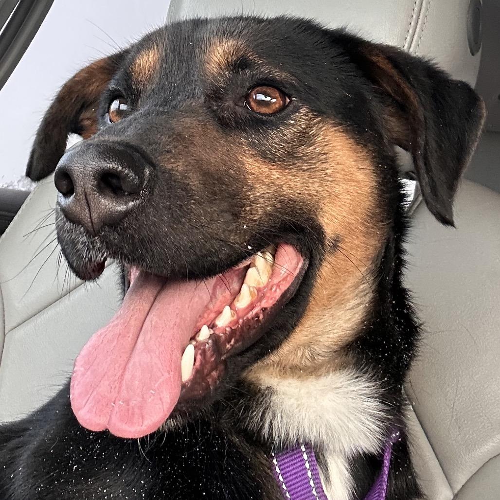 Dennis George, Adoptable, Adult Male Mixed Breed.