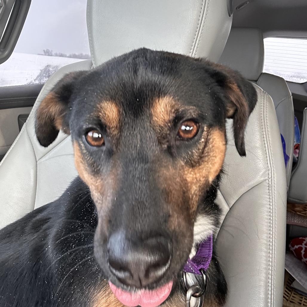 Dennis George, Adoptable, Adult Male Mixed Breed.