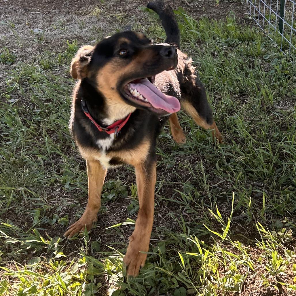 Dennis George, a Adoptable mixed breed image 2/3