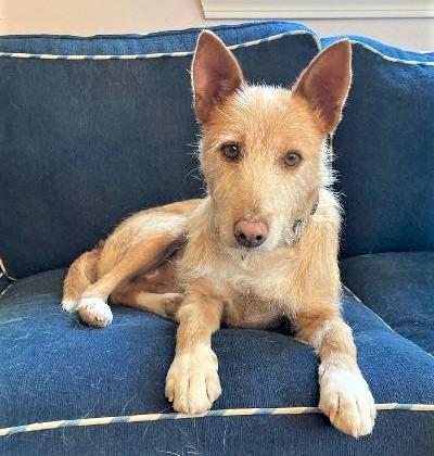 Enlarge Chiva, a Adoptable Portuguese Podengo in Hopkinton, MA image 2/4