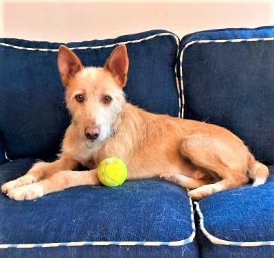 Enlarge Chiva, a Adoptable Portuguese Podengo in Hopkinton, MA image 3/4