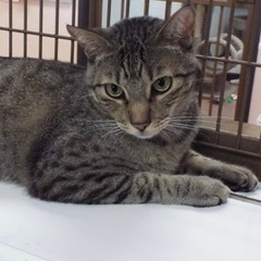 Enlarge Renegade, a Adoptable Domestic Short Hair in Green Valley, AZ image 1/5