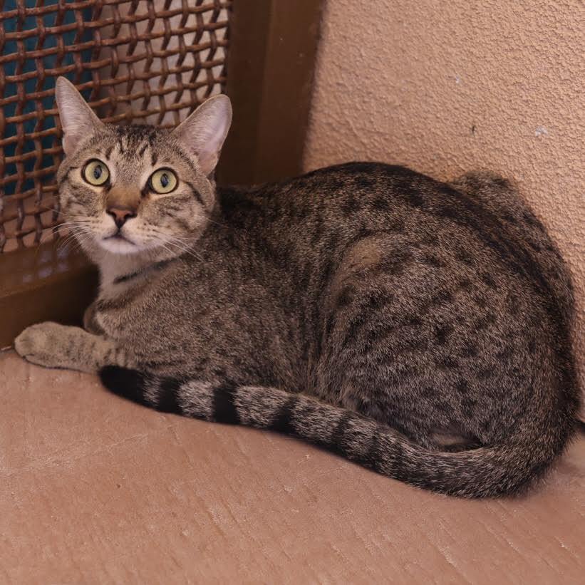 Enlarge Renegade, a Adoptable Domestic Short Hair in Green Valley, AZ image 2/5