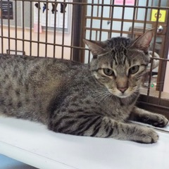 Enlarge Renegade, a Adoptable Domestic Short Hair in Green Valley, AZ image 3/5