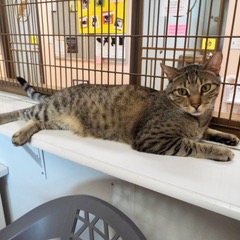 Enlarge Renegade, a Adoptable Domestic Short Hair in Green Valley, AZ image 4/5