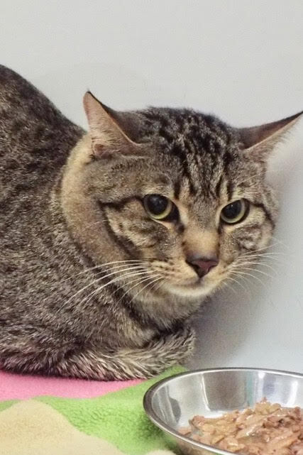 Enlarge Renegade, a Adoptable Domestic Short Hair in Green Valley, AZ image 5/5