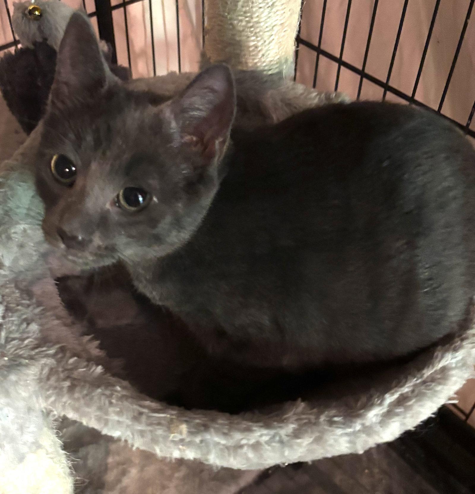 Enlarge Stella, a Adoptable Domestic Short Hair in Spring City, PA image 1/2