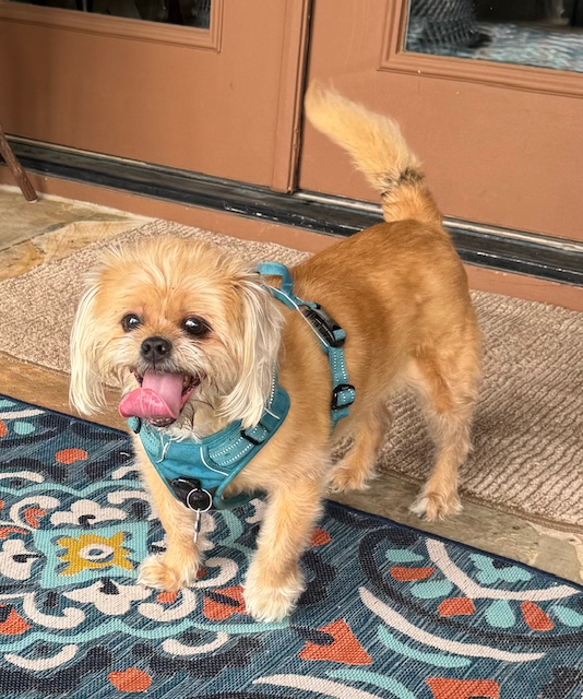 Newton, an adoptable Brussels Griffon & Cairn Terrier Mix in Irmo, SC_image-1