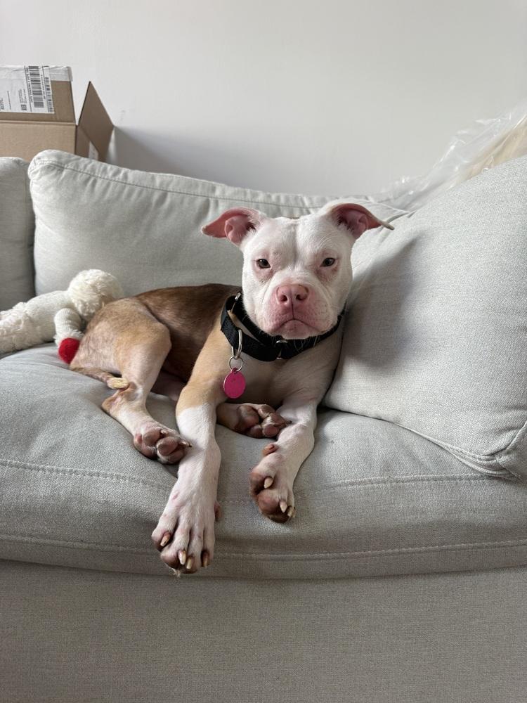 Enlarge Cupcake, a Adoptable mixed breed in New York, NY image 1/6