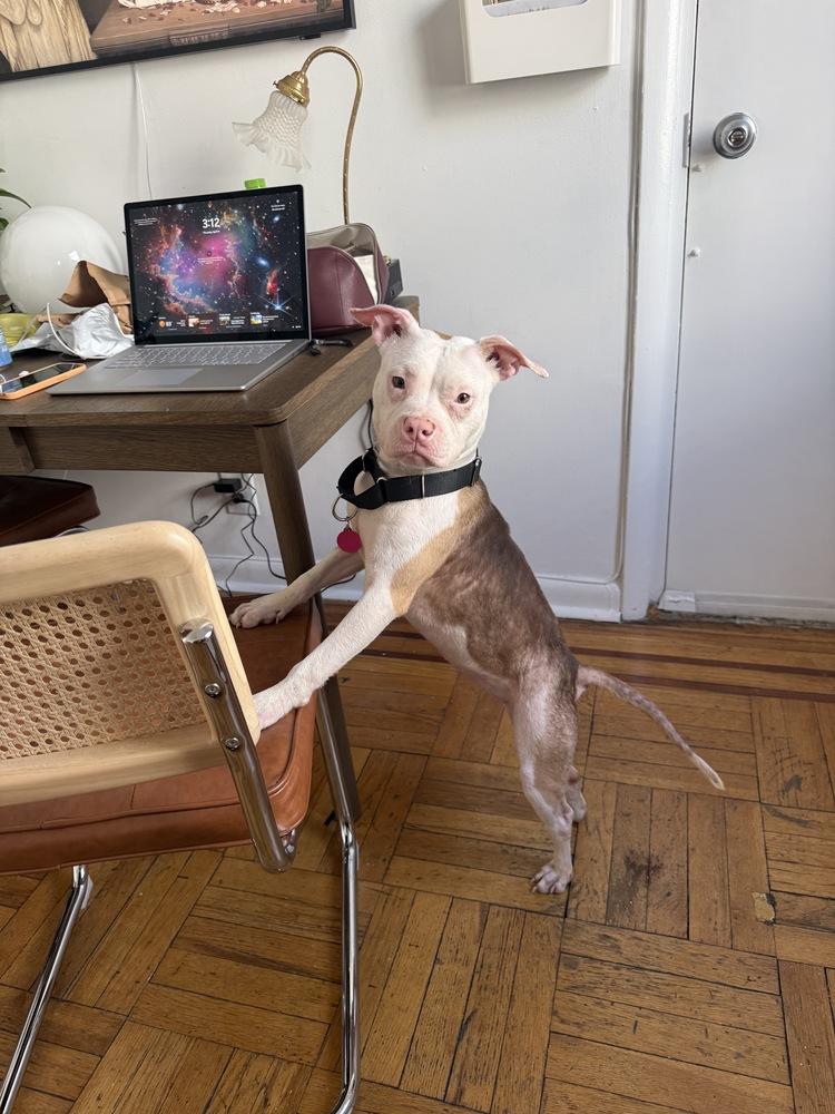 Enlarge Cupcake, a Adoptable mixed breed in New York, NY image 2/6