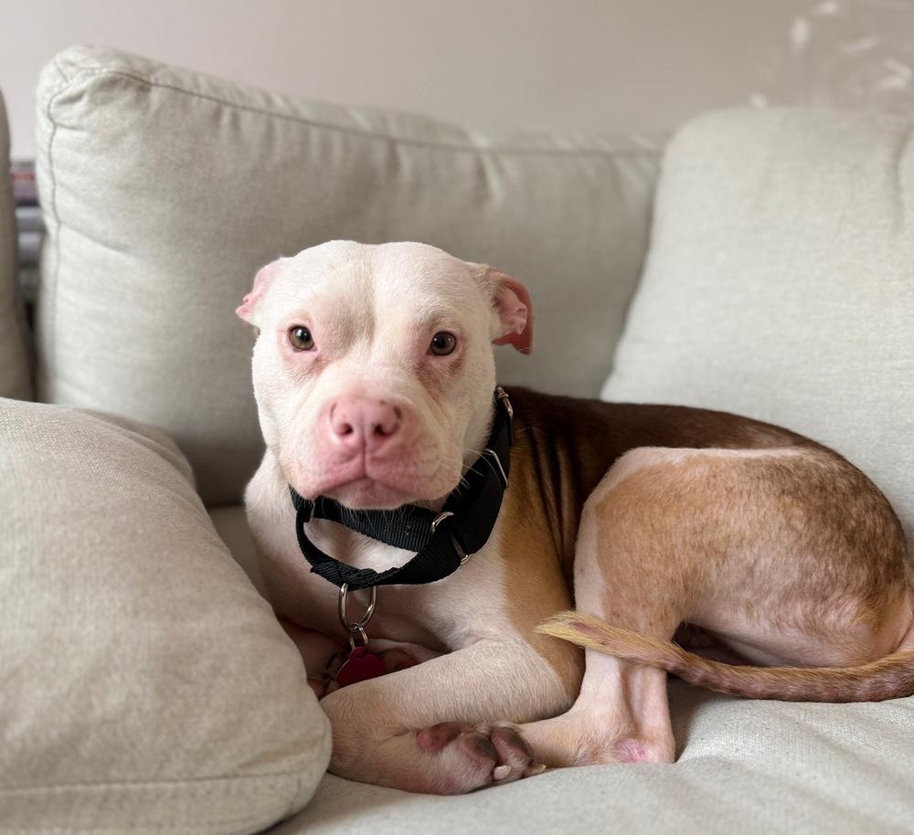 Enlarge Cupcake, a Adoptable mixed breed in New York, NY image 4/6