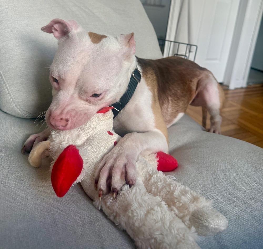 Enlarge Cupcake, a Adoptable mixed breed in New York, NY image 5/6