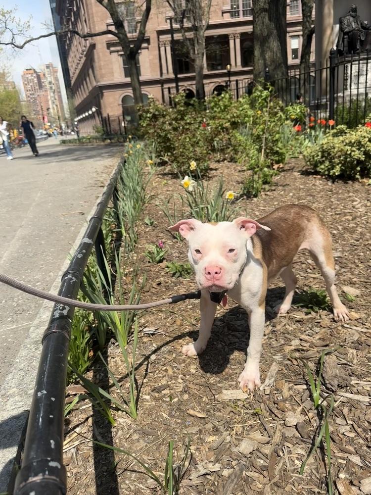 Enlarge Cupcake, a Adoptable mixed breed in New York, NY image 6/6