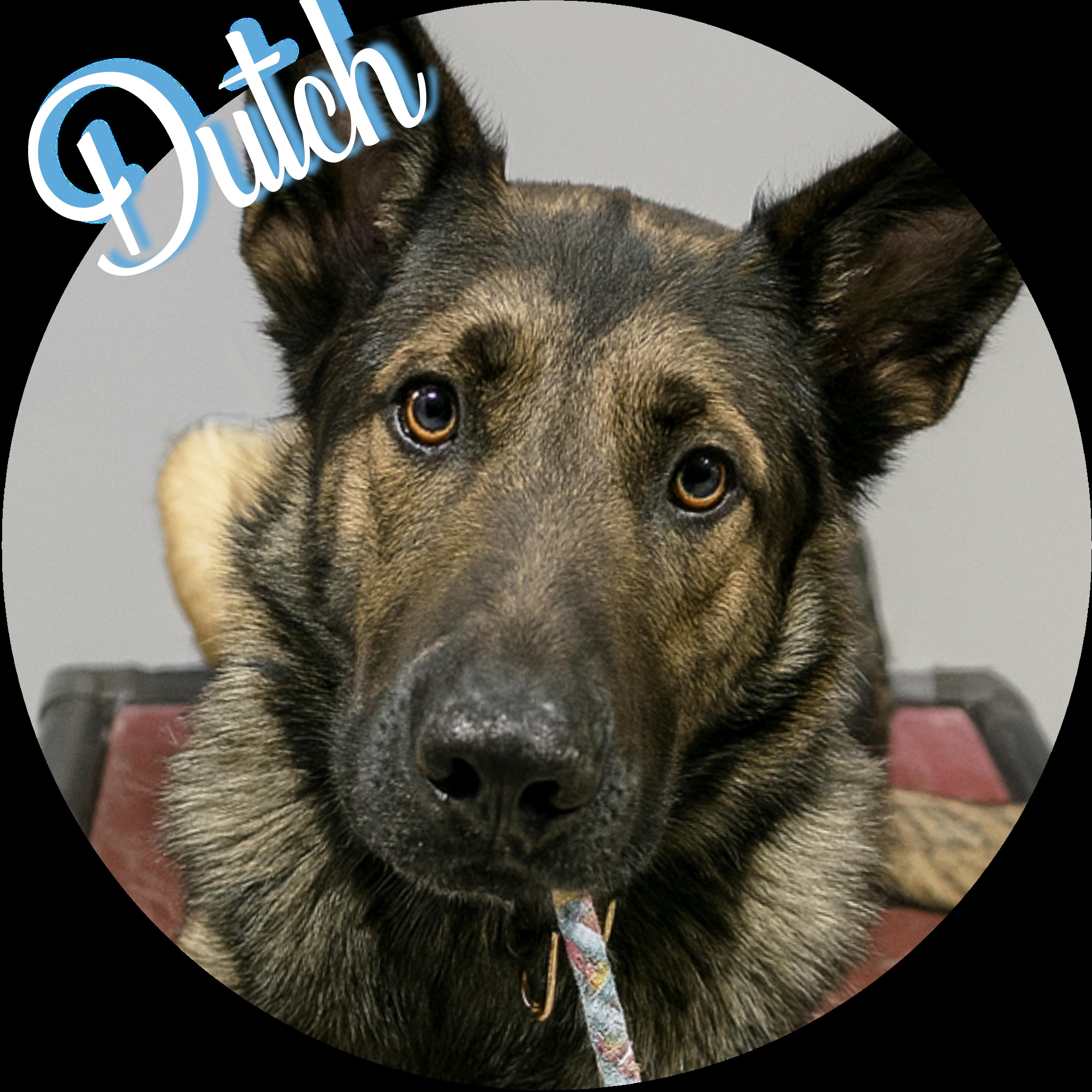 Dutch, ADOPTABLE, Adult Male Belgian Shepherd / Malinois.