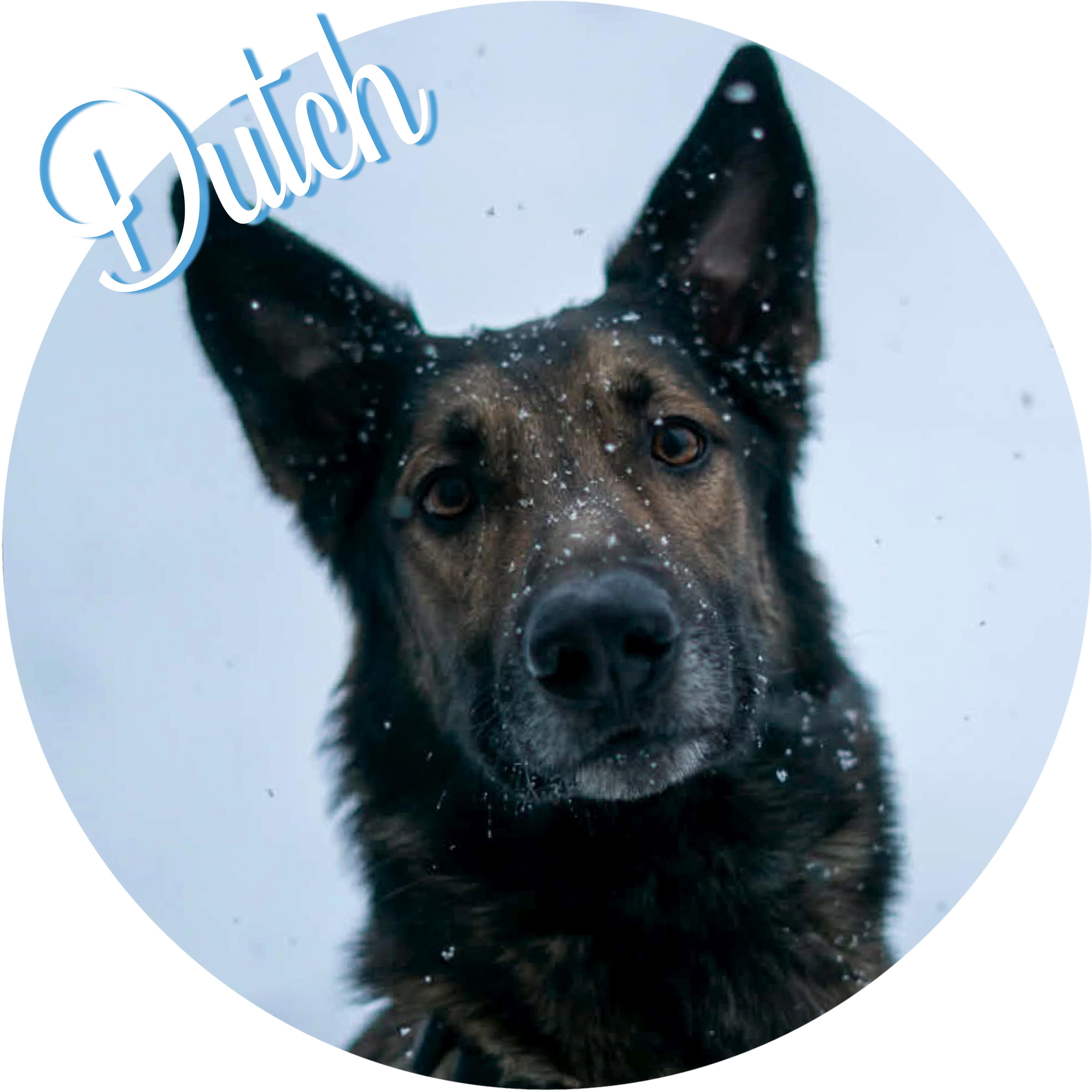 Dutch, ADOPTABLE, Adult Male Belgian Shepherd / Malinois.