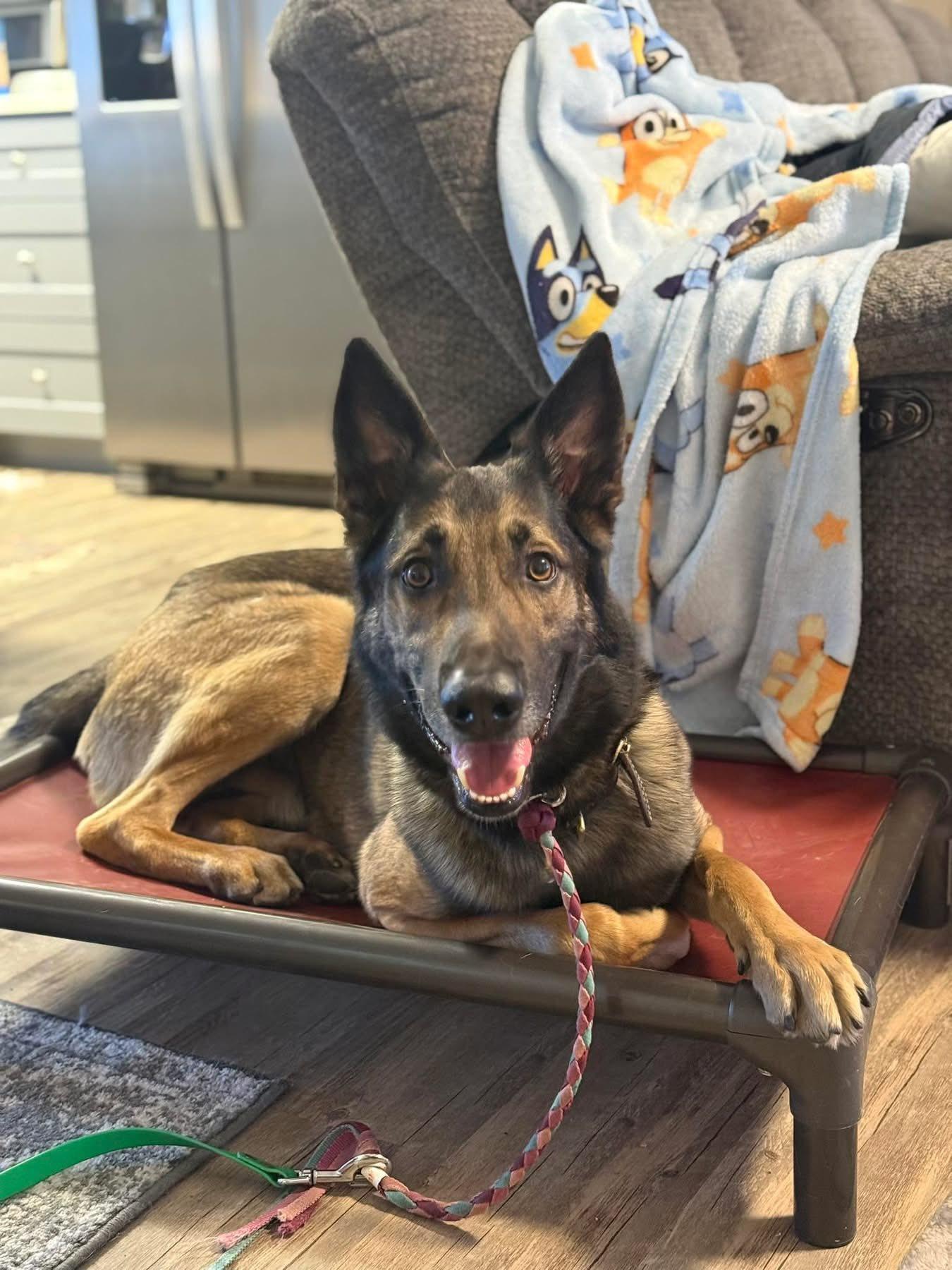 Dutch, a ADOPTABLE Belgian Shepherd / Malinois in Wasilla, AK image 2/3