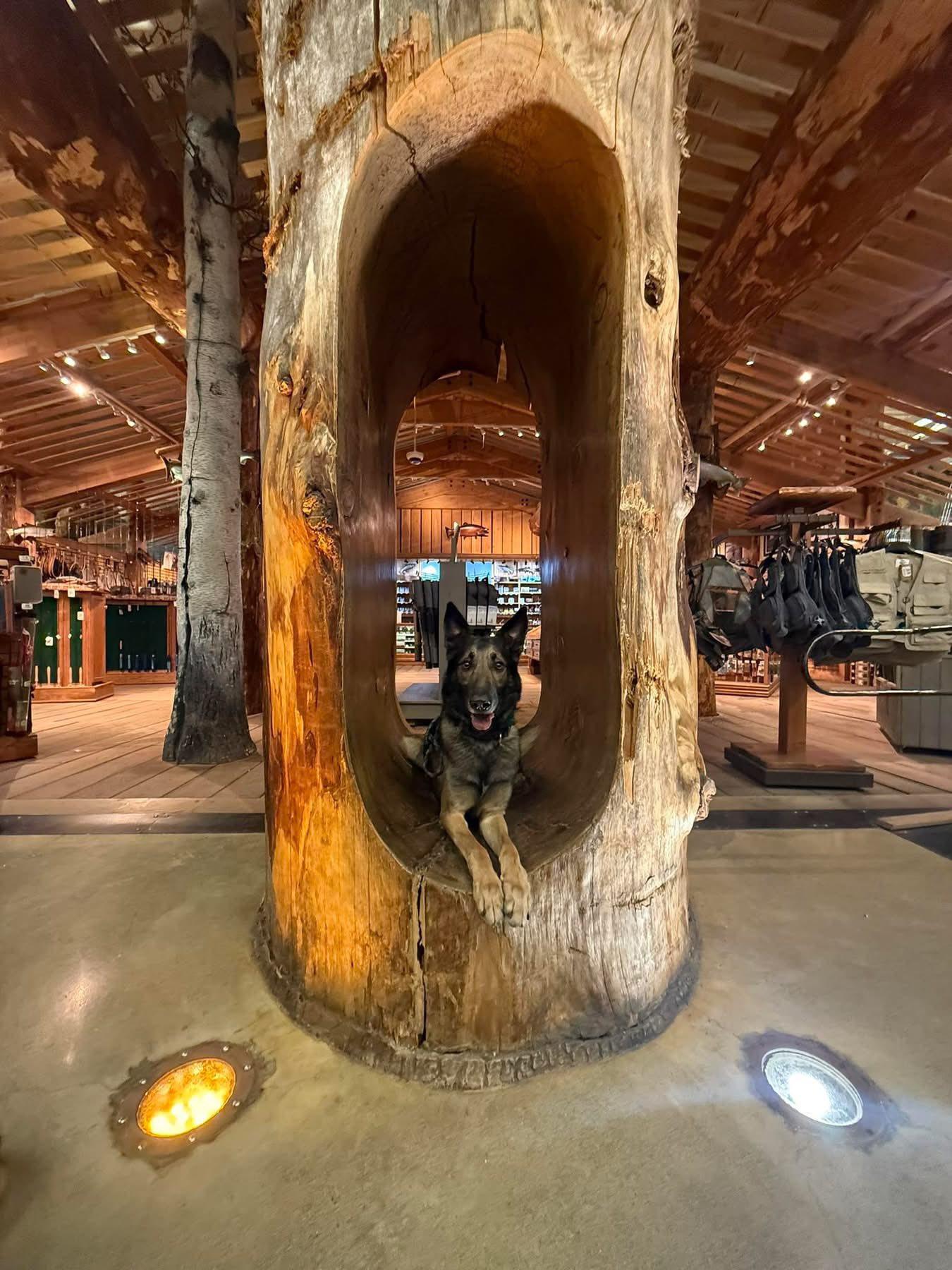 Dutch, a ADOPTABLE Belgian Shepherd / Malinois in Wasilla, AK image 3/3