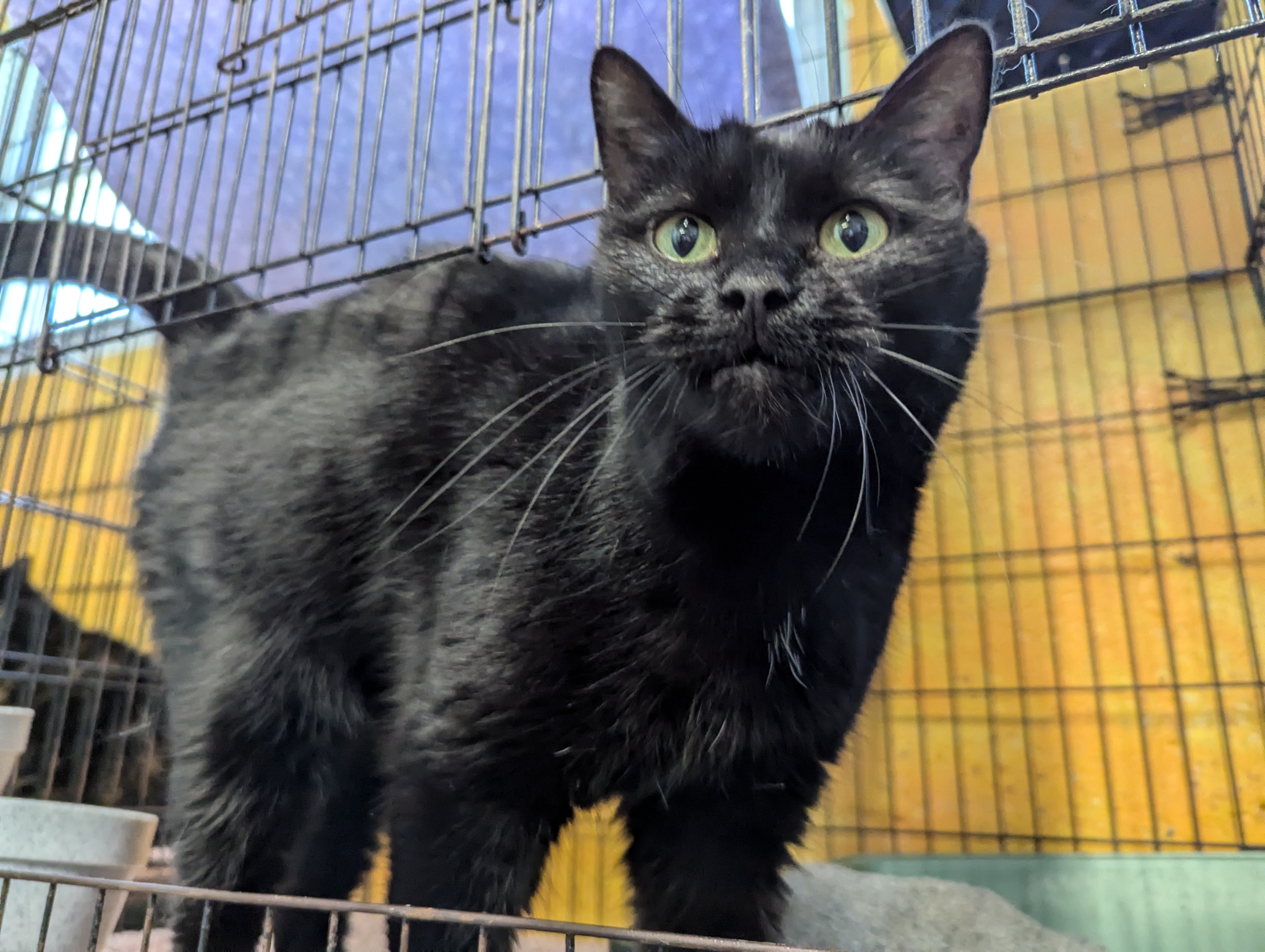 Lucy, an adopted Domestic Short Hair in Reeds Spring, MO_image-1
