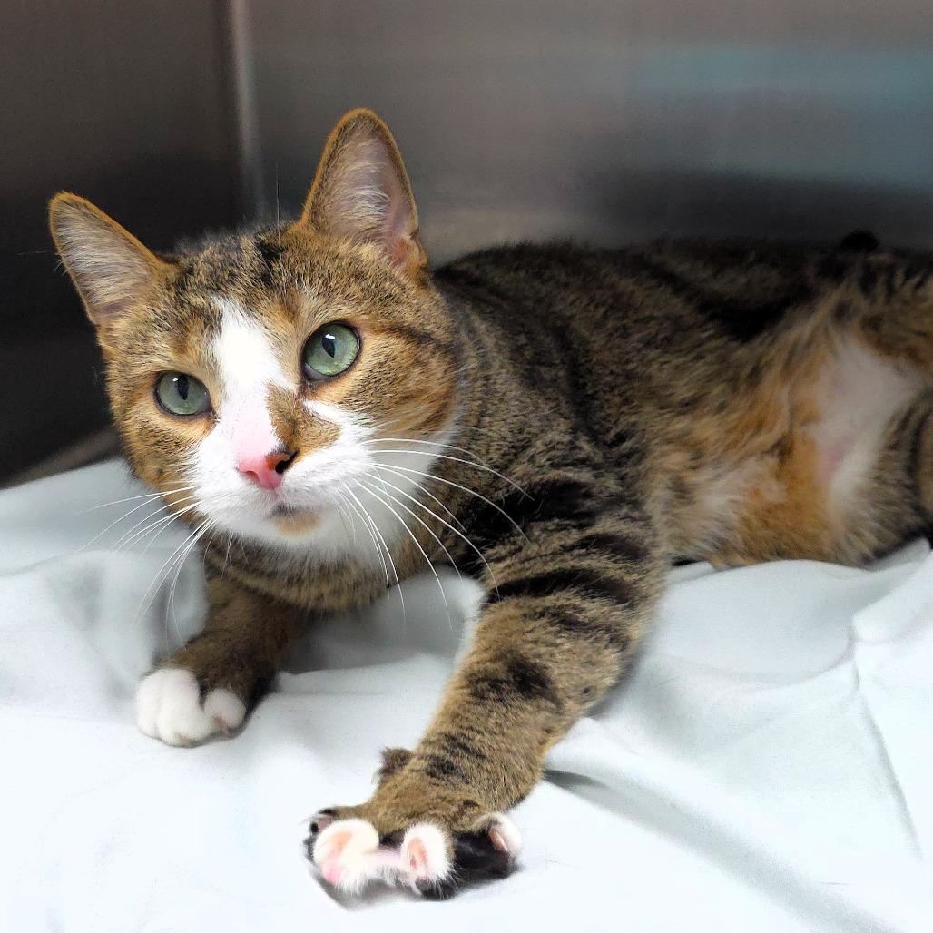 Bobo, Adoptable, Adult Male Domestic Short Hair.
