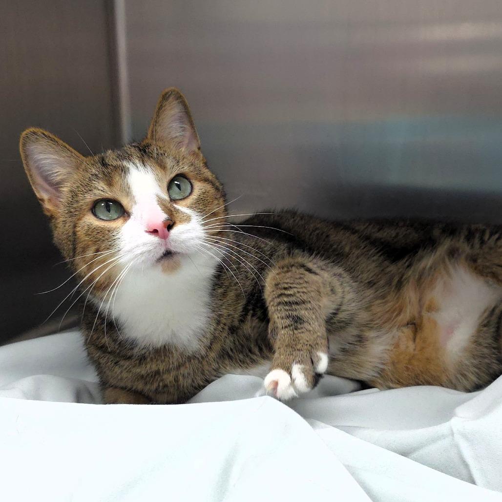 Enlarge Bobo, a Adoptable Domestic Short Hair in Michigan City, IN image 2/5