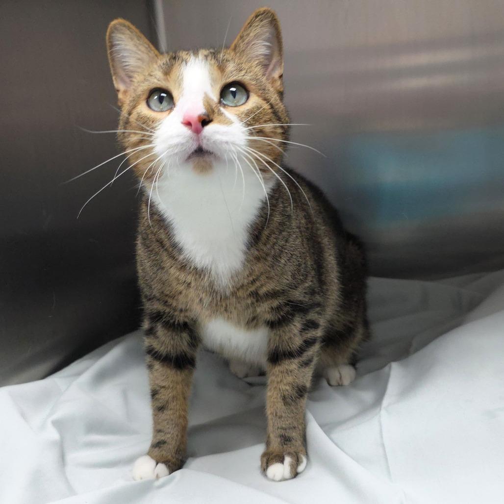 Enlarge Bobo, a Adoptable Domestic Short Hair in Michigan City, IN image 3/5