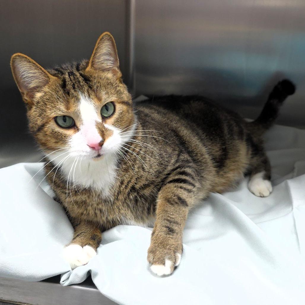 Enlarge Bobo, a Adoptable Domestic Short Hair in Michigan City, IN image 4/5