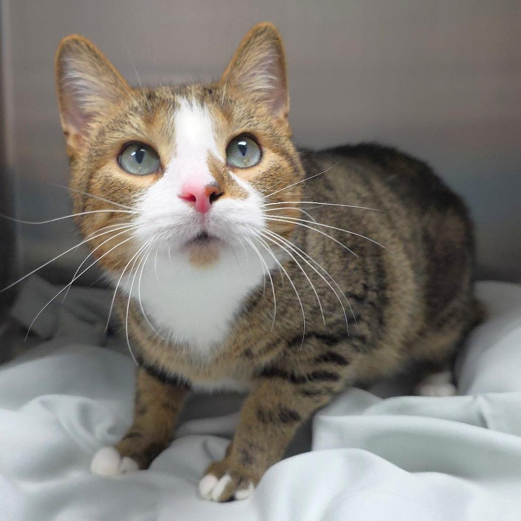 Enlarge Bobo, a Adoptable Domestic Short Hair in Michigan City, IN image 5/5