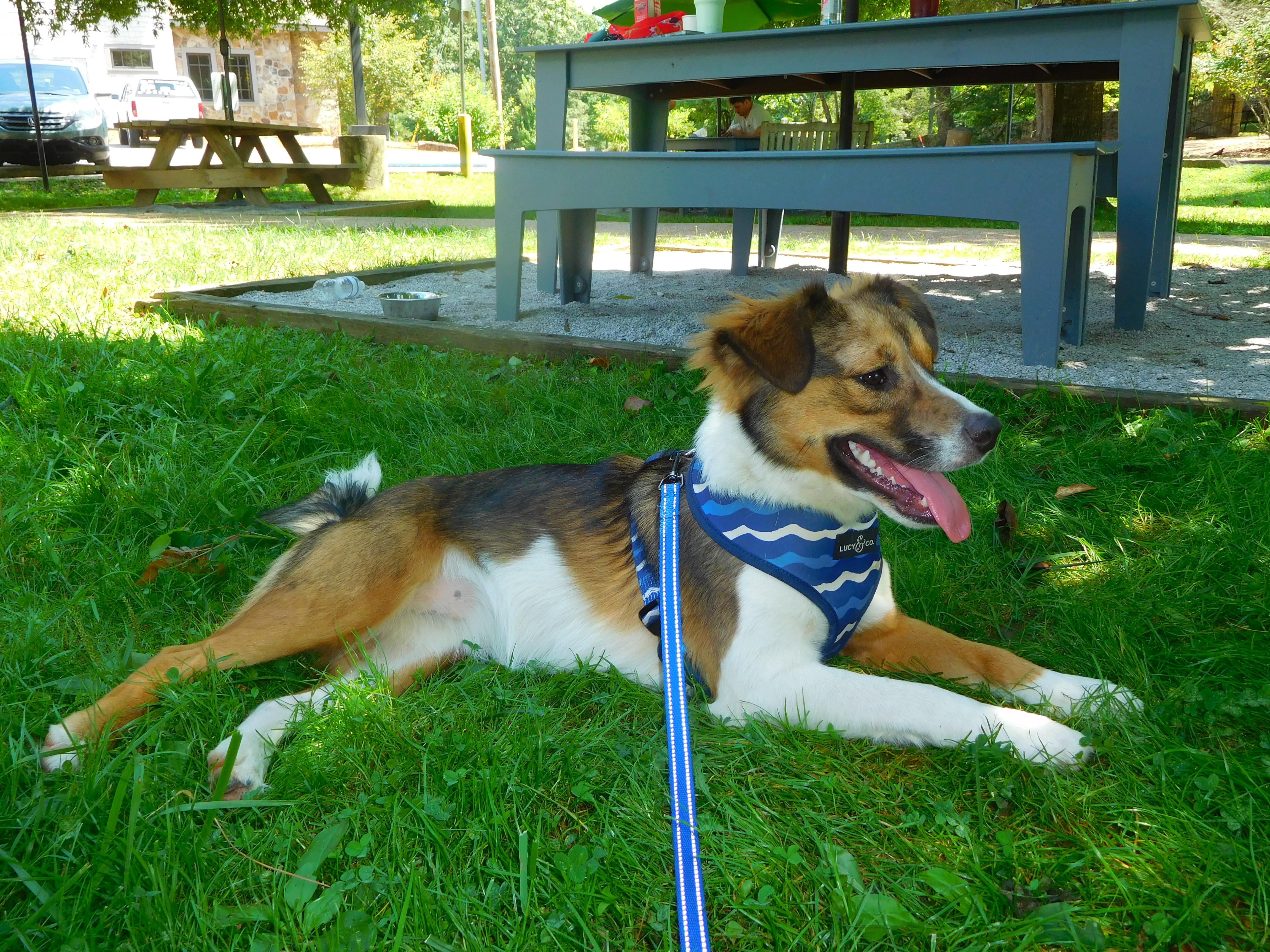 Poppy Popular - Good with kids and dogs, a Adoptable mixed breed in Woburn, MA image 3/6