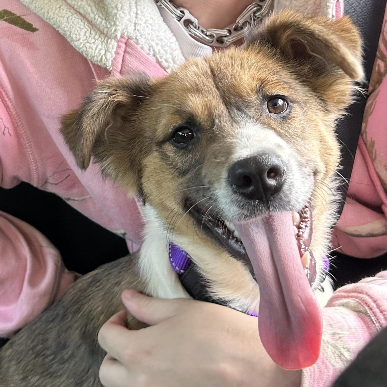 Poppy Popular - Good with kids and dogs, a Adoptable mixed breed in Woburn, MA image 4/6
