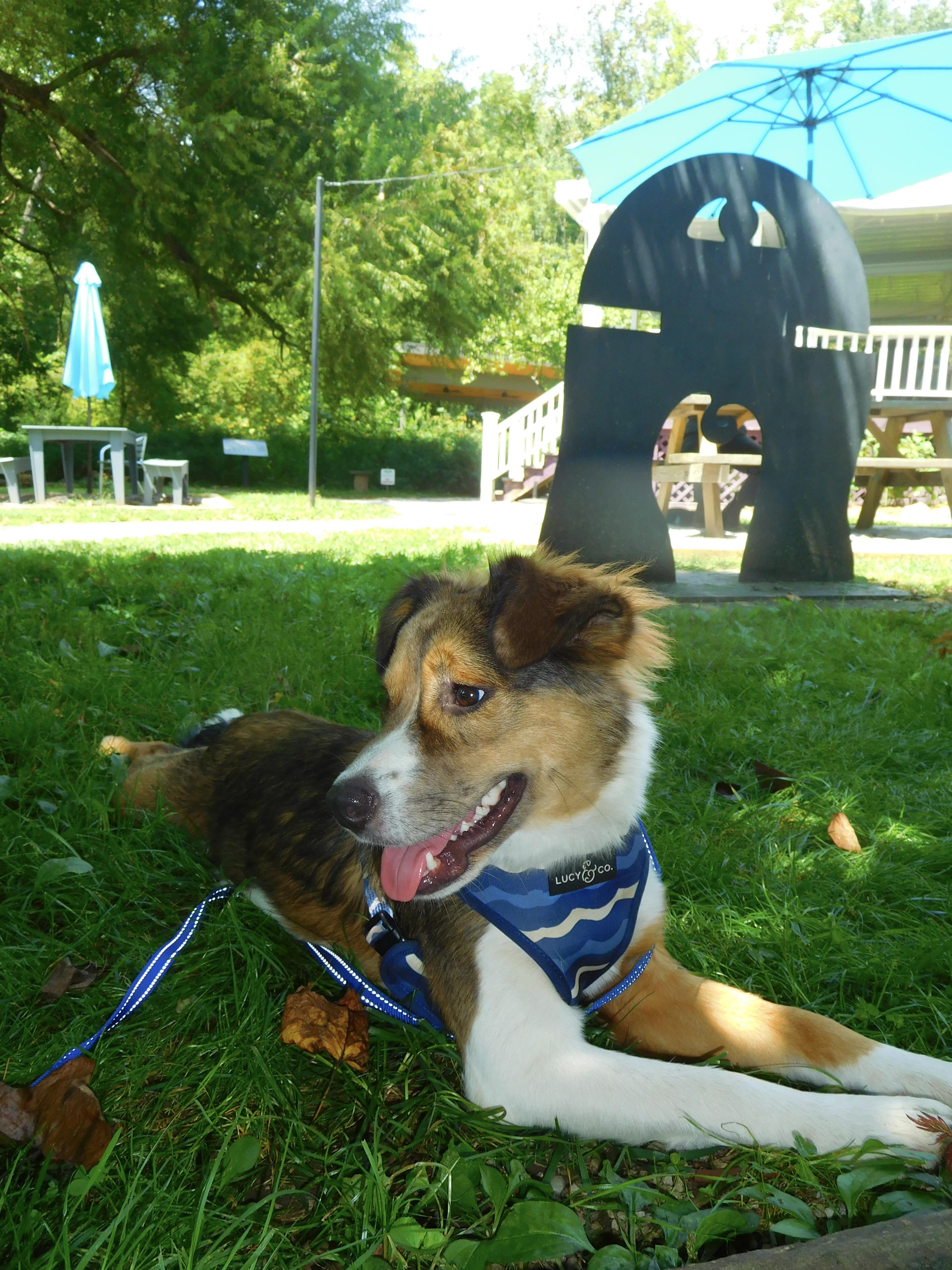 Poppy Popular - Good with kids and dogs, a Adoptable mixed breed in Woburn, MA image 2/6