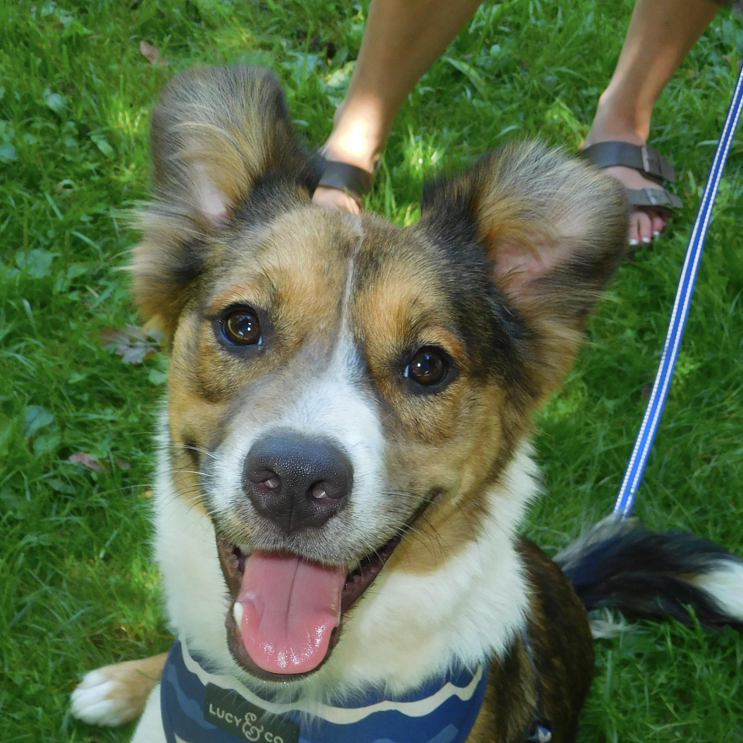 Poppy Popular - Good with kids and dogs, a Adoptable mixed breed in Woburn, MA image 1/6