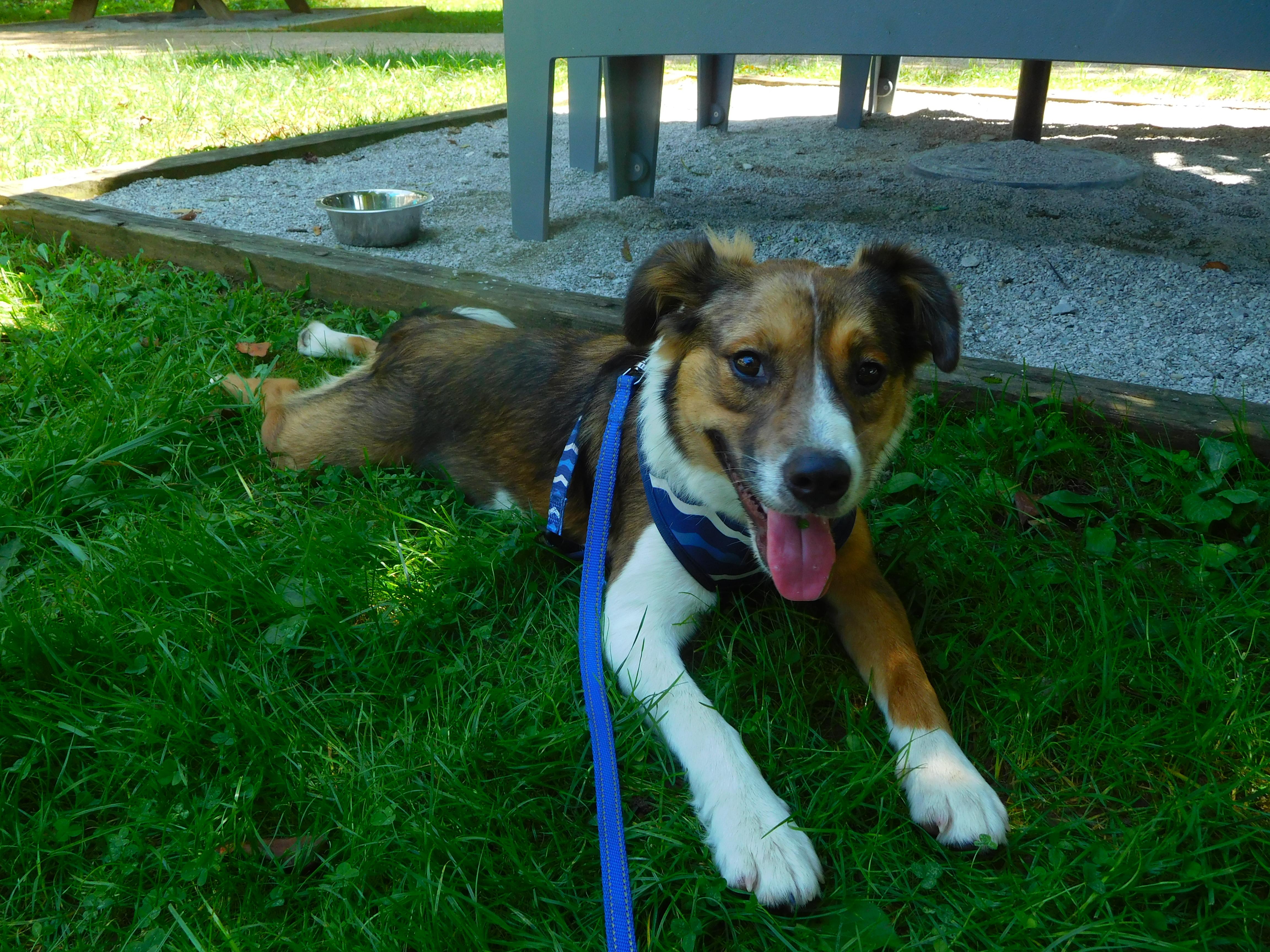 Poppy Popular - Good with kids and dogs, a Adoptable mixed breed in Woburn, MA image 5/6