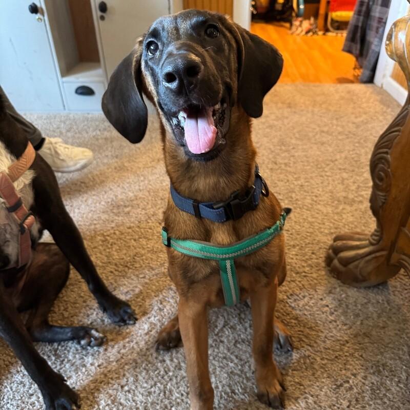 RITA RAZZLEBERRY, Adoptable, Puppy Female Foxhound & Mixed Breed.