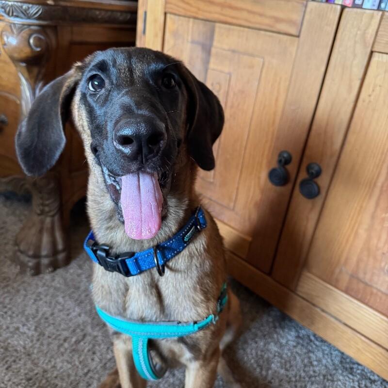 Enlarge RITA RAZZLEBERRY, a Adoptable mixed breed in lawton, OK image 2/4