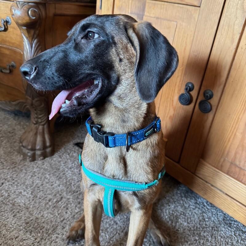 Enlarge RITA RAZZLEBERRY, a Adoptable mixed breed in lawton, OK image 4/4