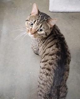 Enlarge Solomon, a ADOPTABLE Domestic Short Hair in Springdale, AR image 3/3