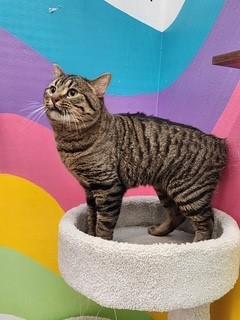 Enlarge Solomon, a ADOPTABLE Domestic Short Hair in Springdale, AR image 1/3