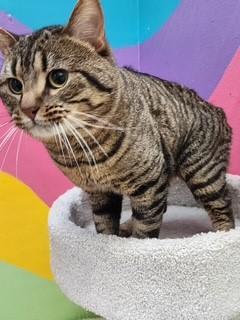 Enlarge Solomon, a ADOPTABLE Domestic Short Hair in Springdale, AR image 2/3