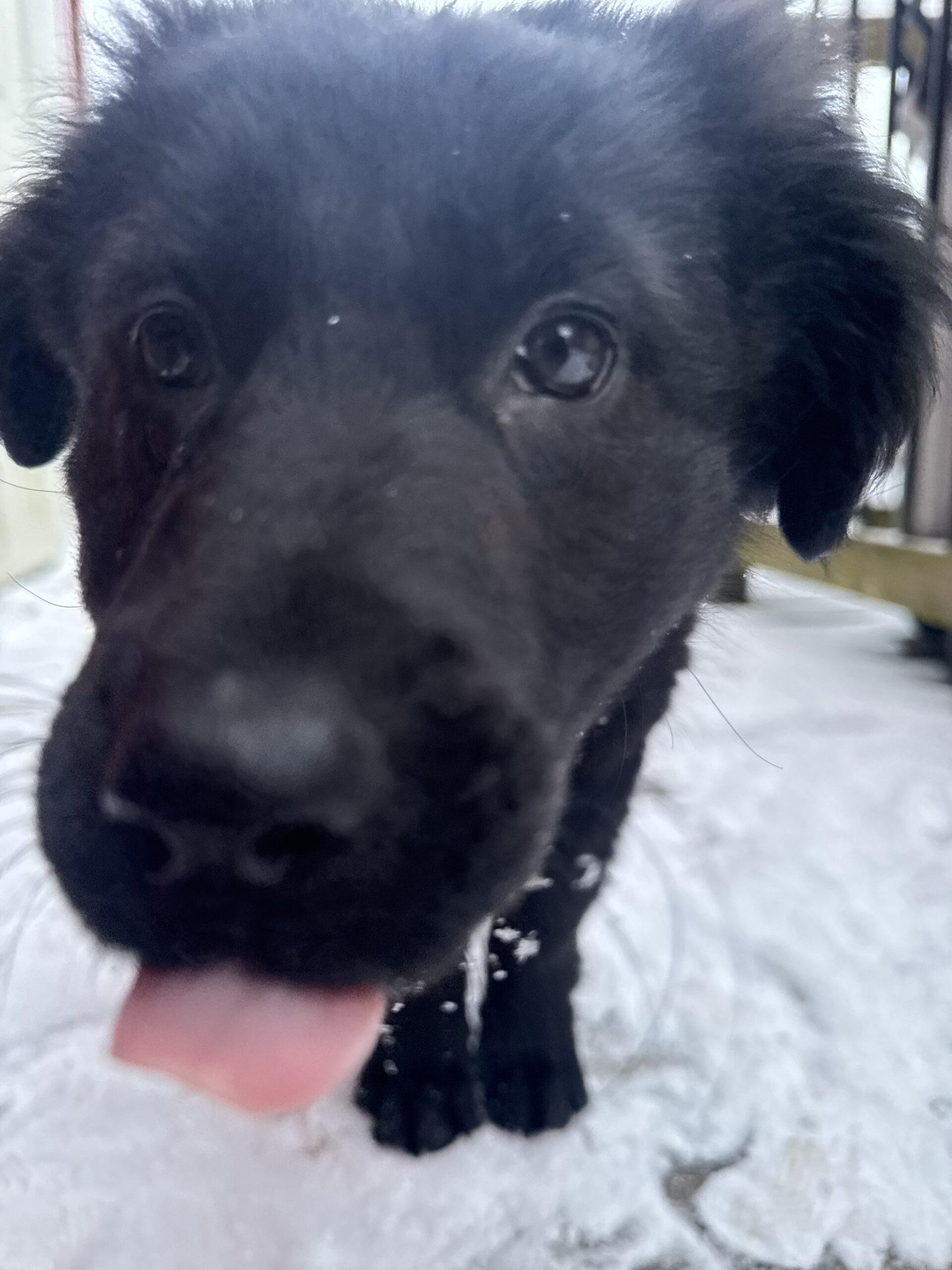 Hulk, Adoptable, Puppy Male Smooth Collie & Black Labrador Retriever.