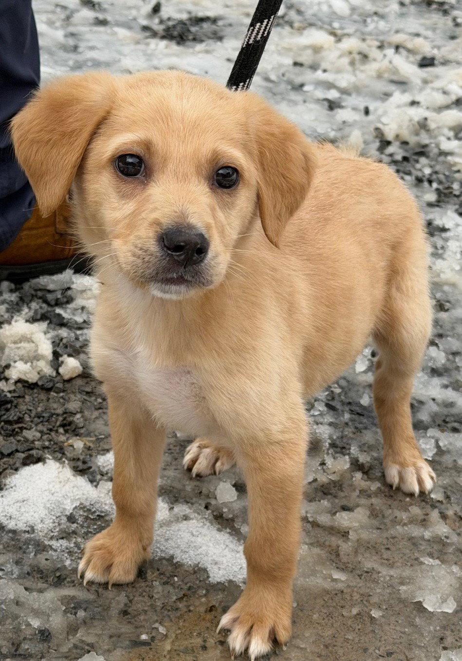Ollie, Adopted, Puppy Male Labrador Retriever & Standard Poodle.