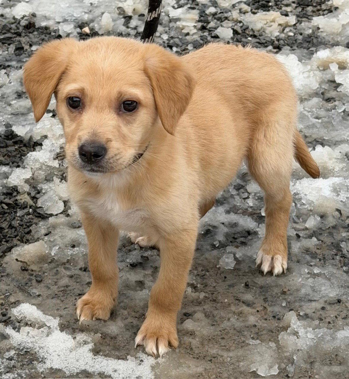 Enlarge Ollie, a Adopted mixed breed in Elkins, WV image 2/3