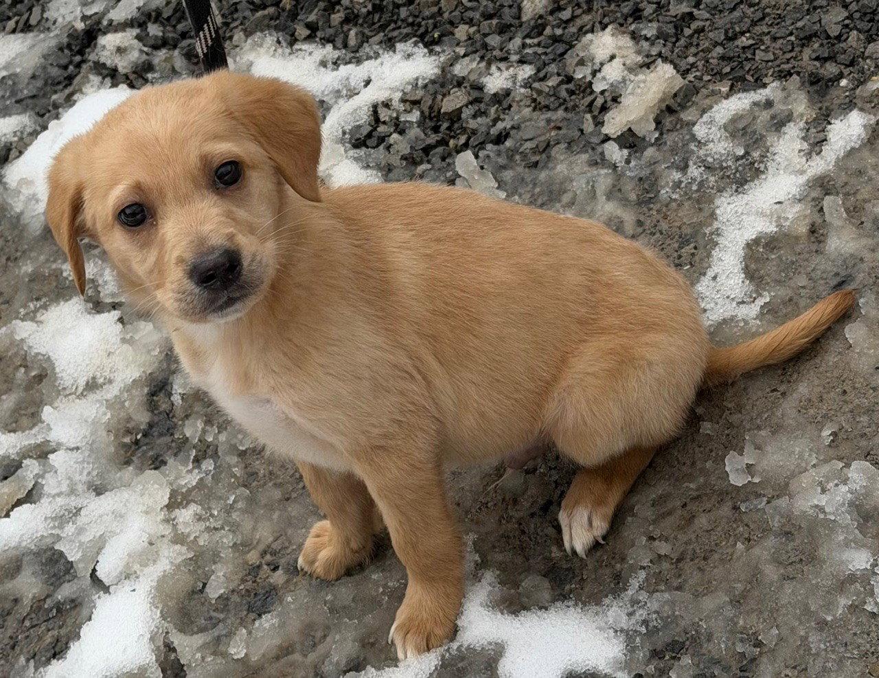 Enlarge Ollie, a Adopted mixed breed in Elkins, WV image 3/3