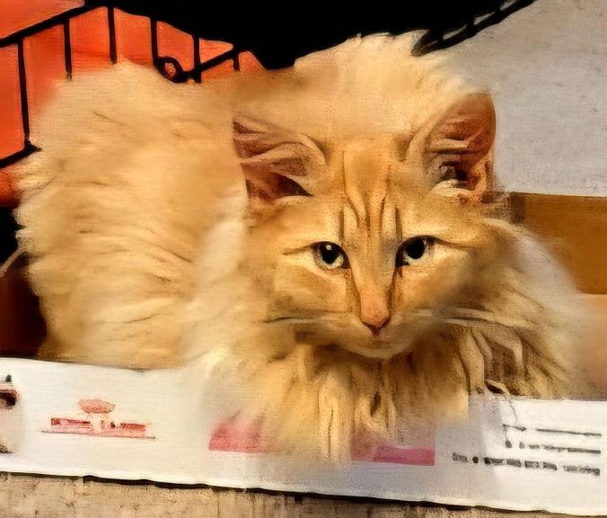 Enlarge KITTEN FANTA, a Adopted Domestic Long Hair in Franklin, TN image 1/3