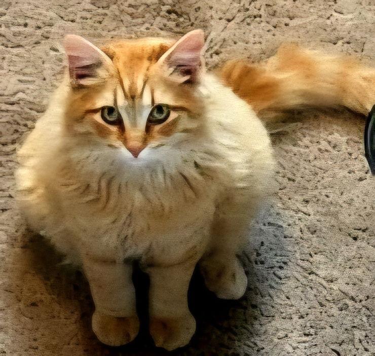 Enlarge KITTEN FANTA, a Adopted Domestic Long Hair in Franklin, TN image 2/3