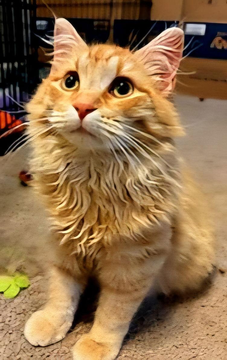 Enlarge KITTEN FANTA, a Adopted Domestic Long Hair in Franklin, TN image 3/3