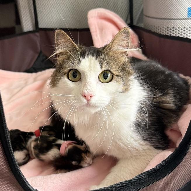 Enlarge Hazel, a ADOPTABLE Domestic Long Hair in Chattanooga, TN image 1/2