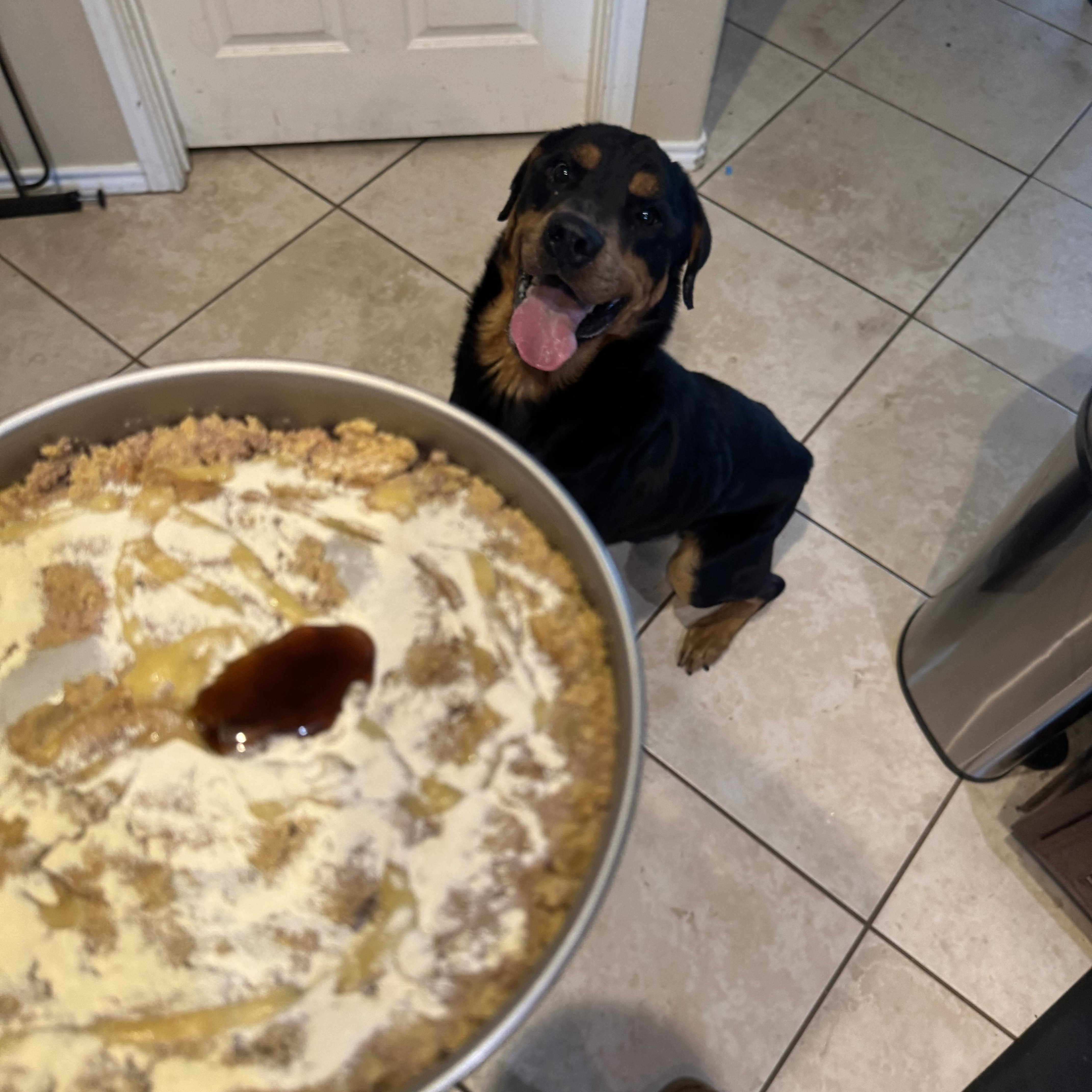 Enlarge Hulk, an adoptable Rottweiler in Dallas, TX image 1/1