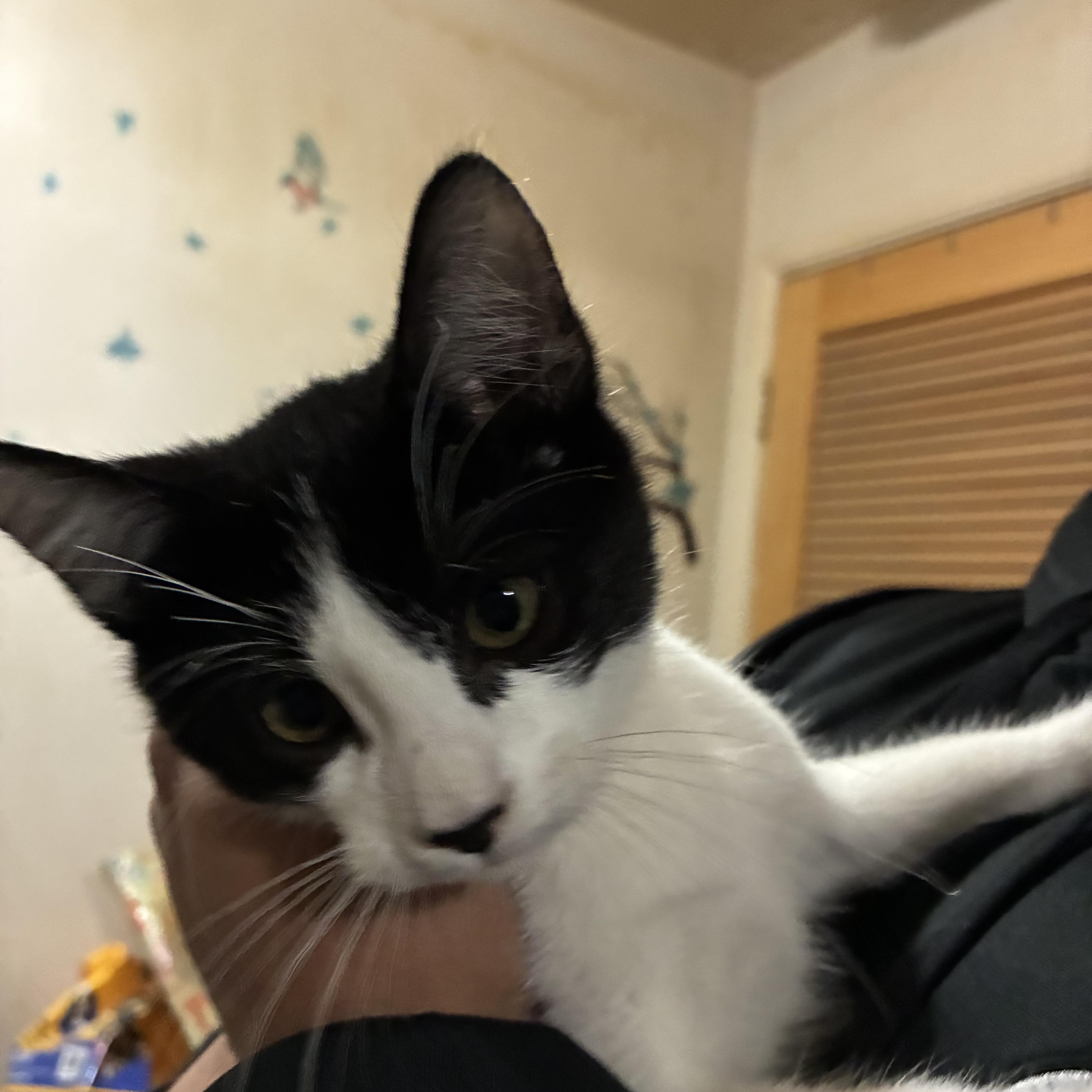 Enlarge Inky Carmen , an adopted Tuxedo in Fresno, CA image 1/1