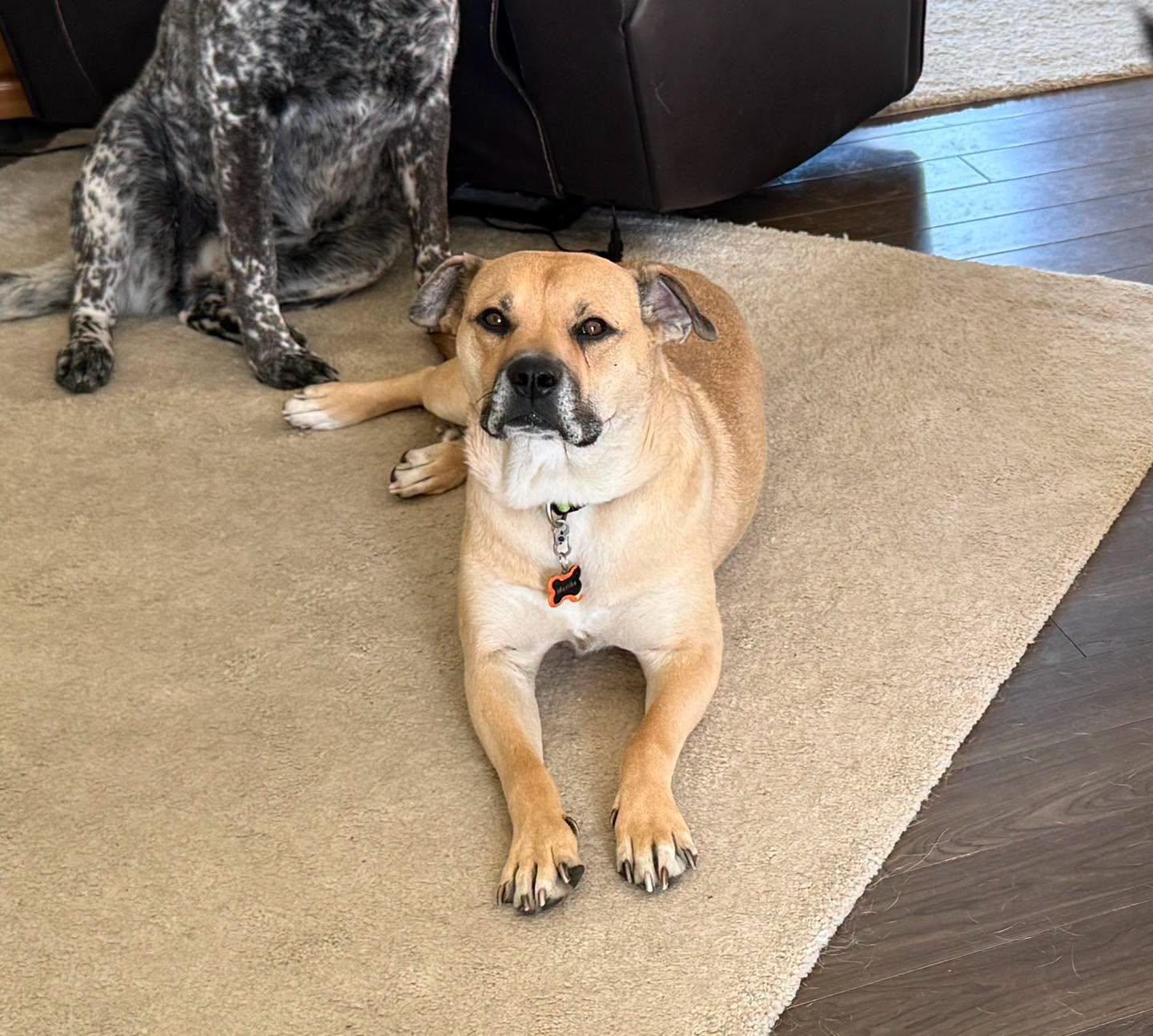 Enlarge Shirley (Girlie), a Adoptable Mixed Breed in Clive, AB image 2/6
