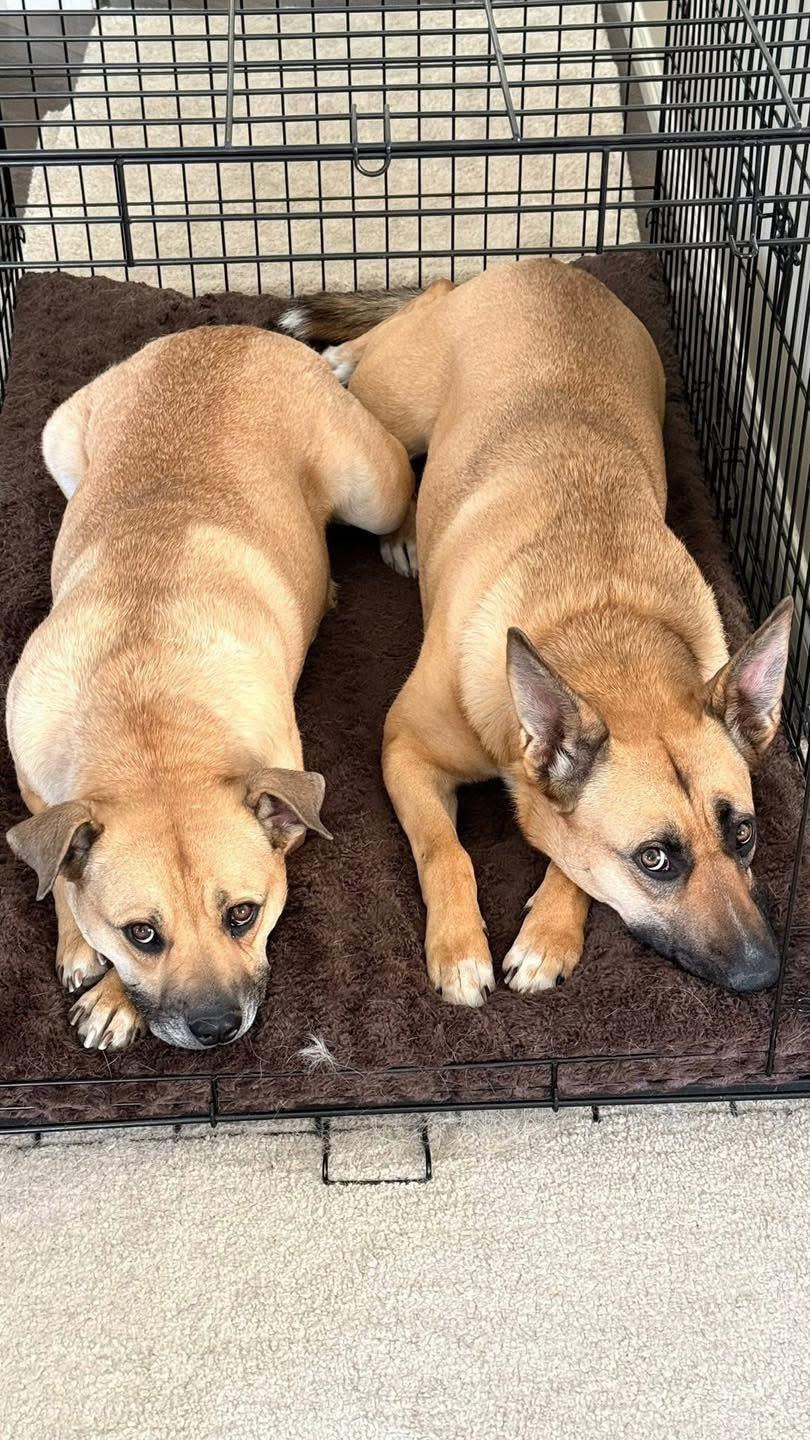 Shirley (Girlie), a ADOPTABLE Mixed Breed in Clive, AB image 2/4